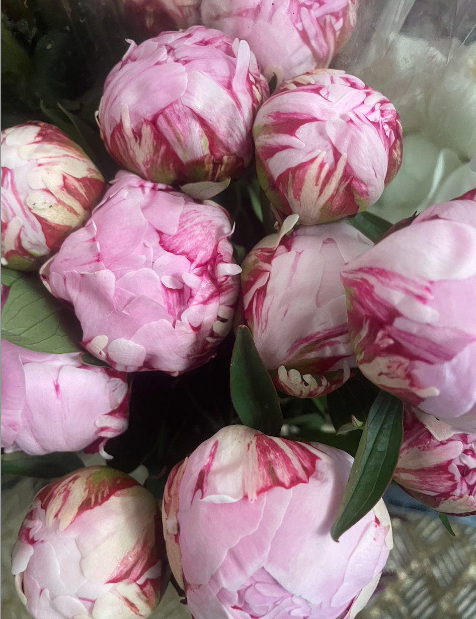 L'Absolu de Pivoine